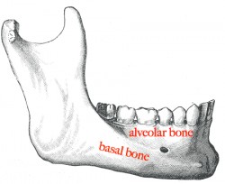 Mandible labelled