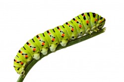 Side view of caterpillar on stem